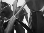 blatt-kaktus