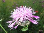 flashflower