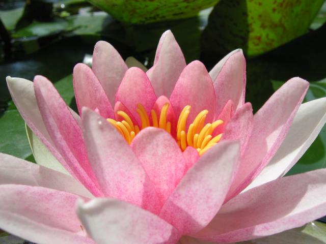 seerose-bg