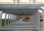 hund-fahrrad-und-bilderrahmen