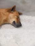 layzdog--in-grey