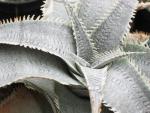 aloe