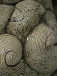 stone-snails