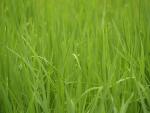 greeeen