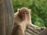 monkeys-in-your-head