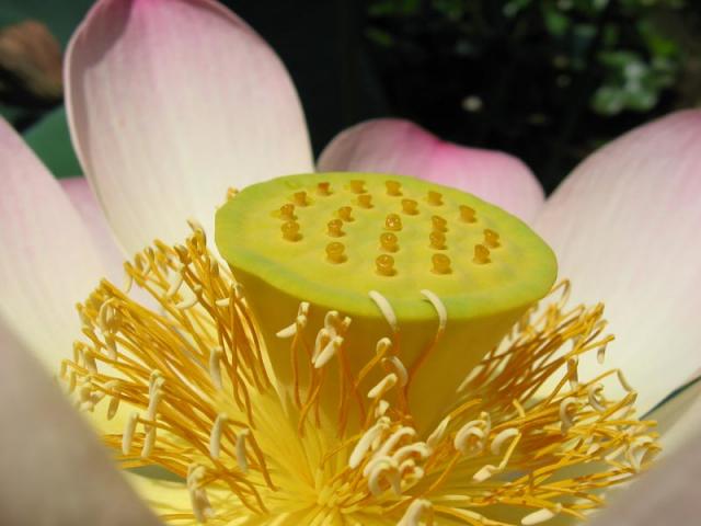 blueten-stempel-1