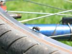 dieFLIEGE_onmyMTB