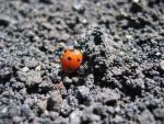 ladybug_climbes_mt.-aetna