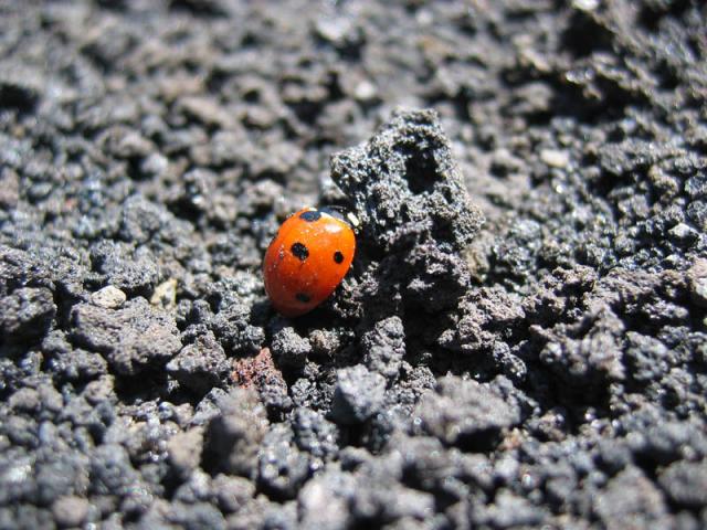 ladybug_climbes_mt.-aetna