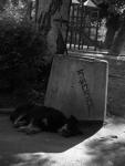 sleeping-instincts