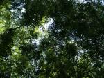 greenwhite-sunlight